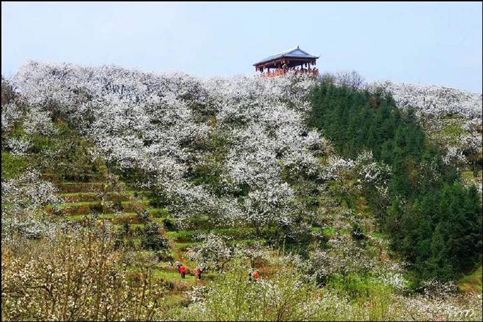 【春天，广西桂林灌阳县向您发出邀请！】我们在灌阳看梨花 - 游山玩水 - 嘉峪关生活社区 - 嘉峪关28生活网 jyg.28life.net