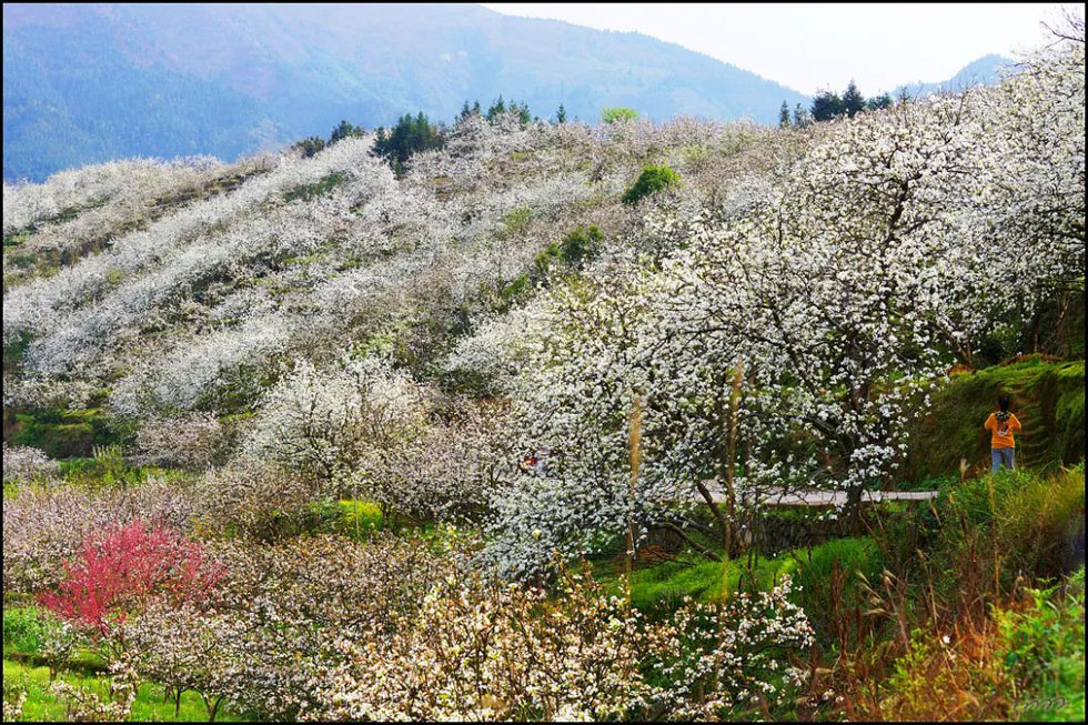 【春天，广西桂林灌阳县向您发出邀请！】我们在灌阳看梨花 - 游山玩水 - 嘉峪关生活社区 - 嘉峪关28生活网 jyg.28life.net