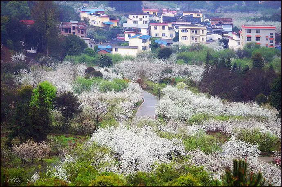 【春天，广西桂林灌阳县向您发出邀请！】我们在灌阳看梨花 - 游山玩水 - 嘉峪关生活社区 - 嘉峪关28生活网 jyg.28life.net