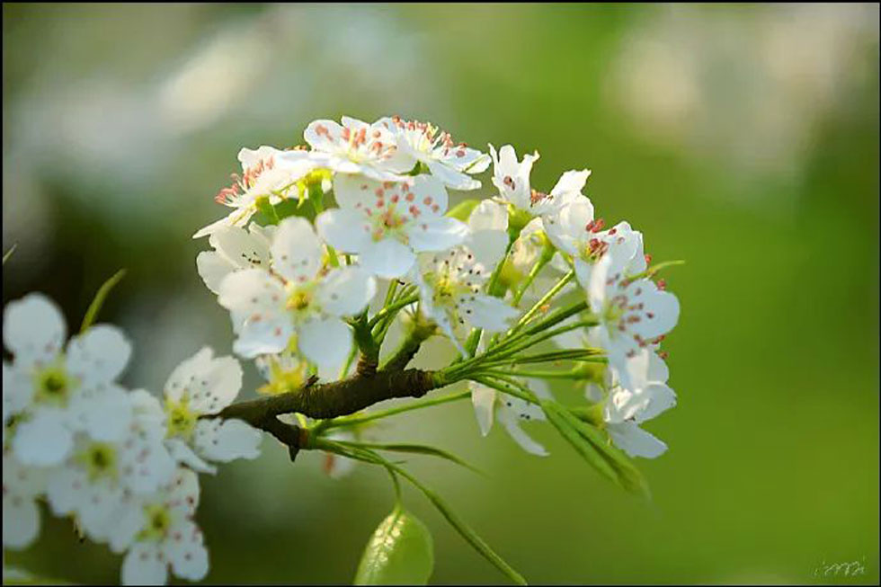 【春天，广西桂林灌阳县向您发出邀请！】我们在灌阳看梨花 - 游山玩水 - 嘉峪关生活社区 - 嘉峪关28生活网 jyg.28life.net