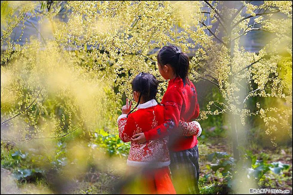 【春天，广西桂林灌阳县向您发出邀请！】米珠山前有片山苍子花在飘香 - 游山玩水 - 嘉峪关生活社区 - 嘉峪关28生活网 jyg.28life.net