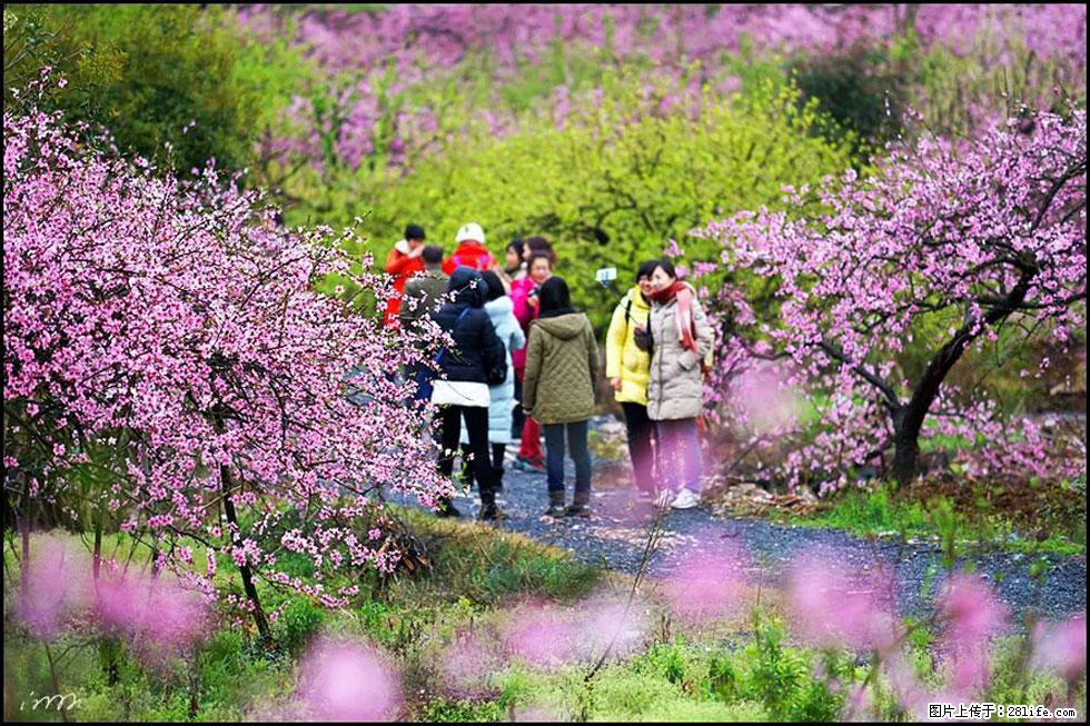 【春天，广西桂林灌阳县向您发出邀请！】官庄村有个醉美的桃花园 - 游山玩水 - 嘉峪关生活社区 - 嘉峪关28生活网 jyg.28life.net