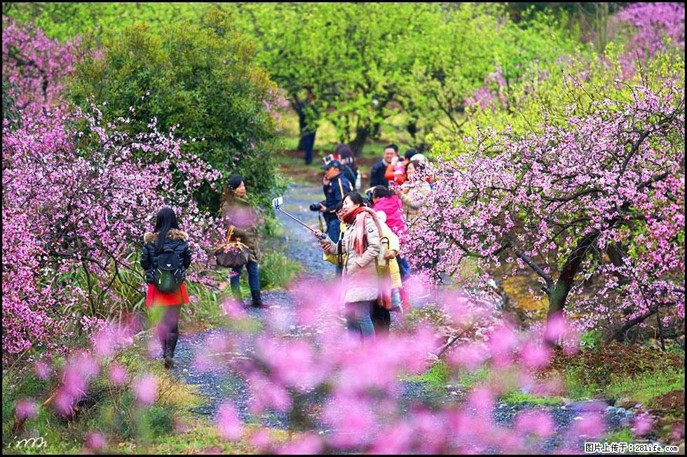 【春天，广西桂林灌阳县向您发出邀请！】官庄村有个醉美的桃花园 - 游山玩水 - 嘉峪关生活社区 - 嘉峪关28生活网 jyg.28life.net