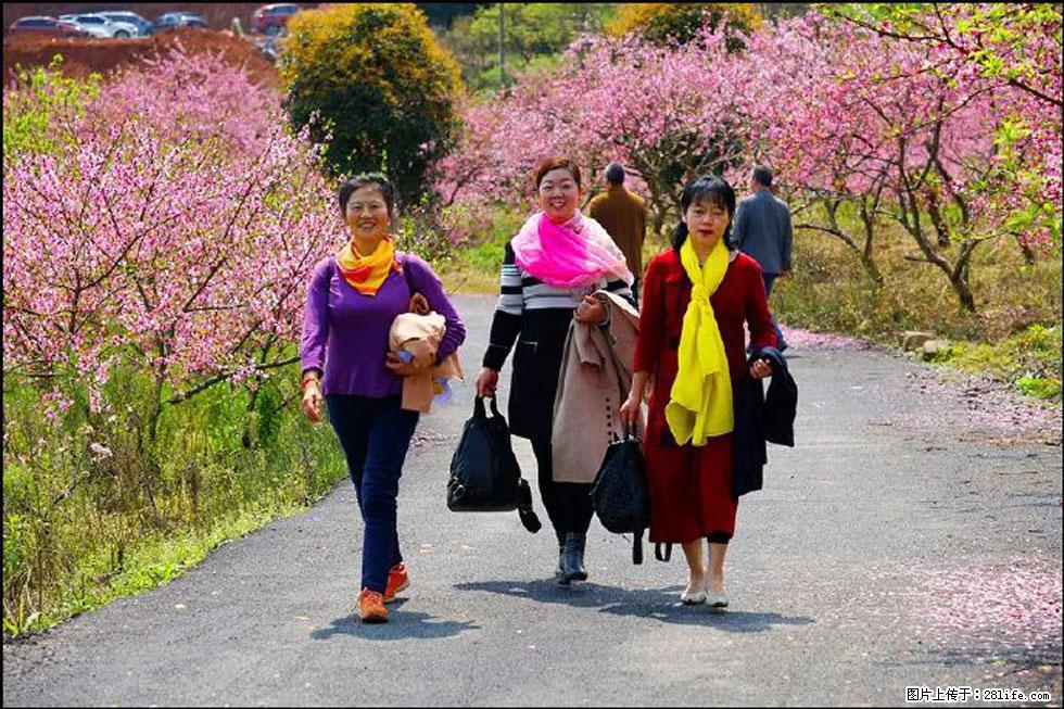 【春天，广西桂林灌阳县向您发出邀请！】官庄村有个醉美的桃花园 - 游山玩水 - 嘉峪关生活社区 - 嘉峪关28生活网 jyg.28life.net