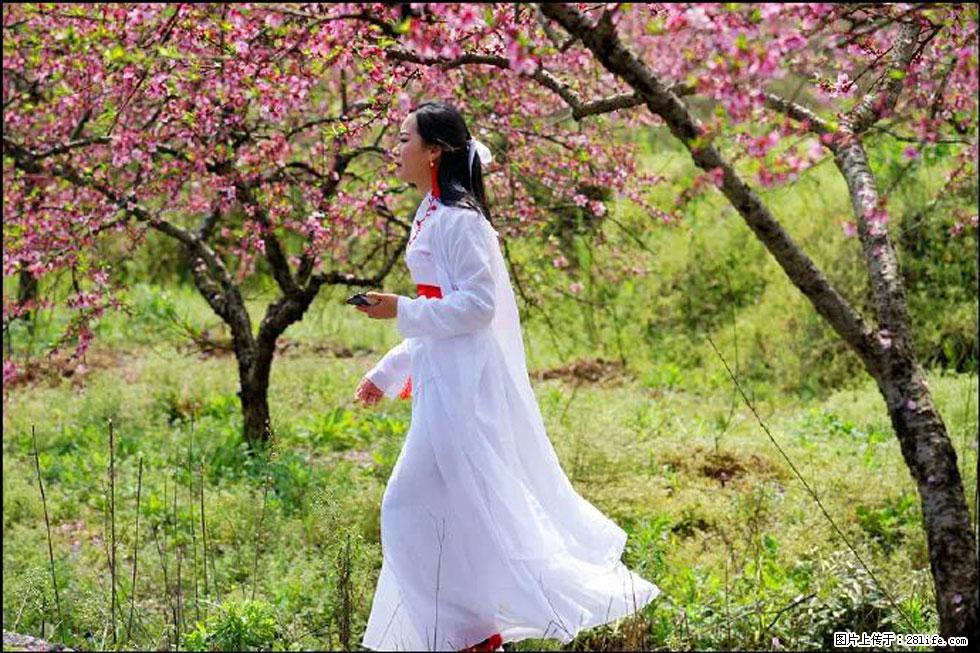 【春天，广西桂林灌阳县向您发出邀请！】官庄村有个醉美的桃花园 - 游山玩水 - 嘉峪关生活社区 - 嘉峪关28生活网 jyg.28life.net
