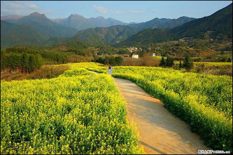 【春天，广西桂林灌阳县向您发出邀请！】长坪村油菜盛情花开 - 游山玩水 - 嘉峪关生活社区 - 嘉峪关28生活网 jyg.28life.net