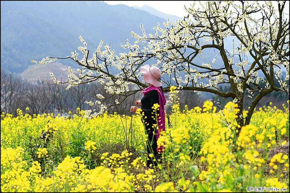 【春天，广西桂林灌阳县向您发出邀请！】长坪村油菜盛情花开 - 游山玩水 - 嘉峪关生活社区 - 嘉峪关28生活网 jyg.28life.net