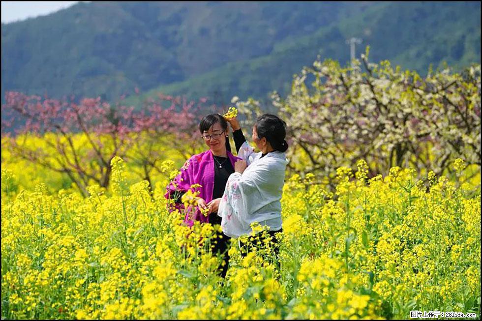 【春天，广西桂林灌阳县向您发出邀请！】长坪村油菜盛情花开 - 游山玩水 - 嘉峪关生活社区 - 嘉峪关28生活网 jyg.28life.net