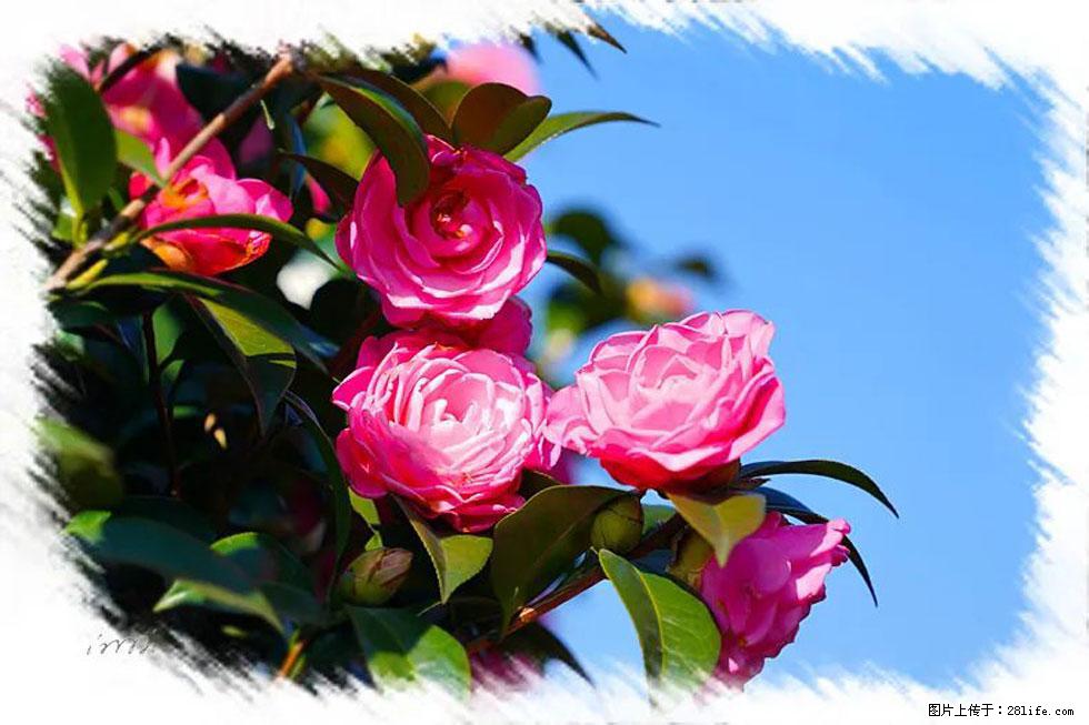 【春天，广西桂林灌阳县向您发出邀请！】杨柳井茶花惹人爱 - 游山玩水 - 嘉峪关生活社区 - 嘉峪关28生活网 jyg.28life.net