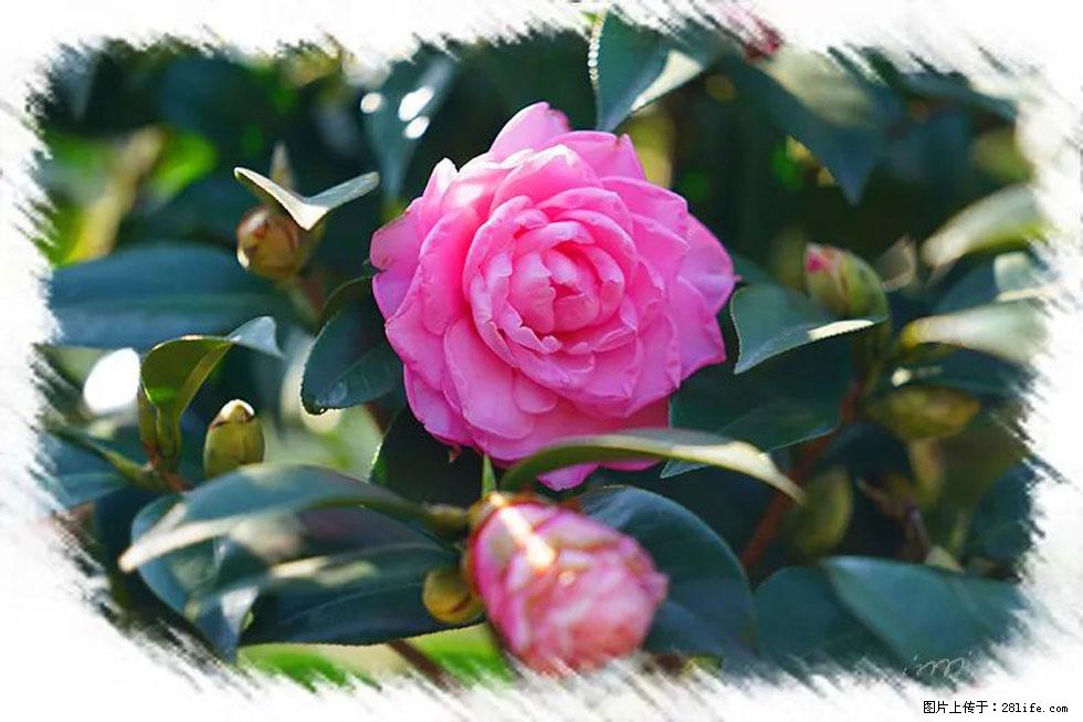 【春天，广西桂林灌阳县向您发出邀请！】杨柳井茶花惹人爱 - 游山玩水 - 嘉峪关生活社区 - 嘉峪关28生活网 jyg.28life.net