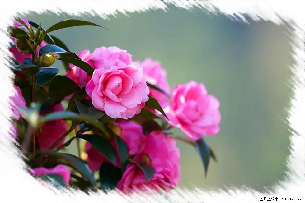 【春天，广西桂林灌阳县向您发出邀请！】杨柳井茶花惹人爱 - 游山玩水 - 嘉峪关生活社区 - 嘉峪关28生活网 jyg.28life.net