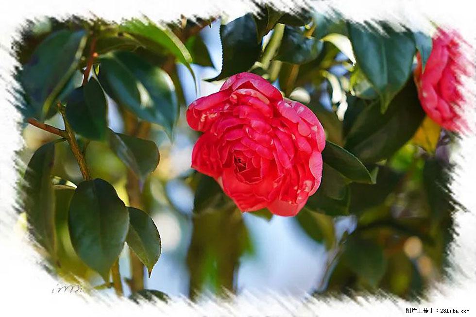 【春天，广西桂林灌阳县向您发出邀请！】杨柳井茶花惹人爱 - 游山玩水 - 嘉峪关生活社区 - 嘉峪关28生活网 jyg.28life.net