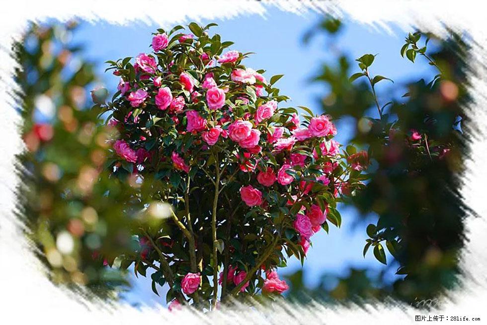 【春天，广西桂林灌阳县向您发出邀请！】杨柳井茶花惹人爱 - 游山玩水 - 嘉峪关生活社区 - 嘉峪关28生活网 jyg.28life.net