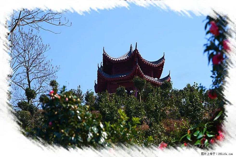【春天，广西桂林灌阳县向您发出邀请！】杨柳井茶花惹人爱 - 游山玩水 - 嘉峪关生活社区 - 嘉峪关28生活网 jyg.28life.net