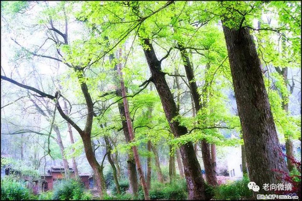 【春天，广西桂林灌阳县向您发出邀请！】在小龙村与春天约会 - 游山玩水 - 嘉峪关生活社区 - 嘉峪关28生活网 jyg.28life.net