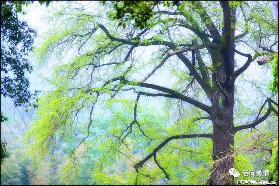 【春天，广西桂林灌阳县向您发出邀请！】在小龙村与春天约会 - 游山玩水 - 嘉峪关生活社区 - 嘉峪关28生活网 jyg.28life.net