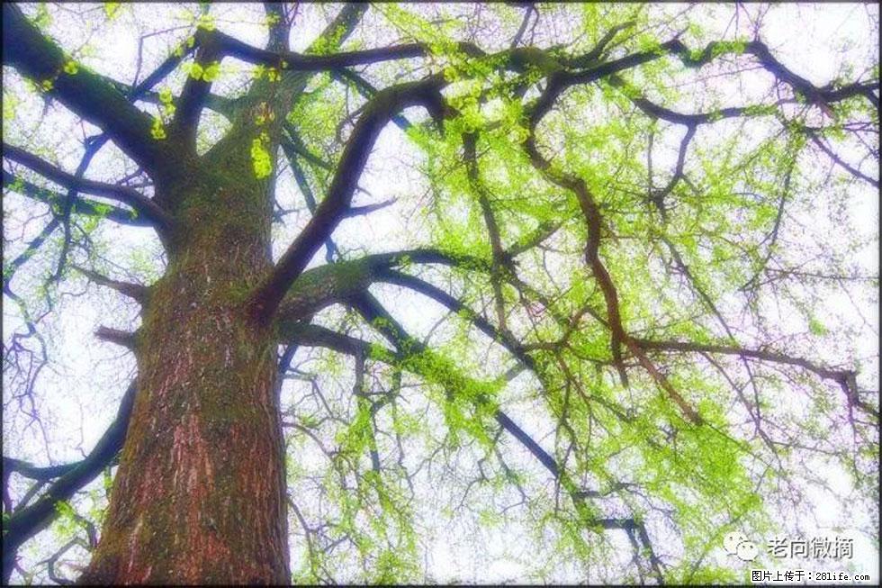 【春天，广西桂林灌阳县向您发出邀请！】在小龙村与春天约会 - 游山玩水 - 嘉峪关生活社区 - 嘉峪关28生活网 jyg.28life.net