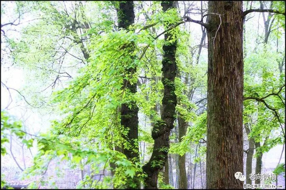 【春天，广西桂林灌阳县向您发出邀请！】在小龙村与春天约会 - 游山玩水 - 嘉峪关生活社区 - 嘉峪关28生活网 jyg.28life.net