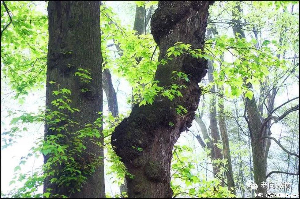 【春天，广西桂林灌阳县向您发出邀请！】在小龙村与春天约会 - 游山玩水 - 嘉峪关生活社区 - 嘉峪关28生活网 jyg.28life.net