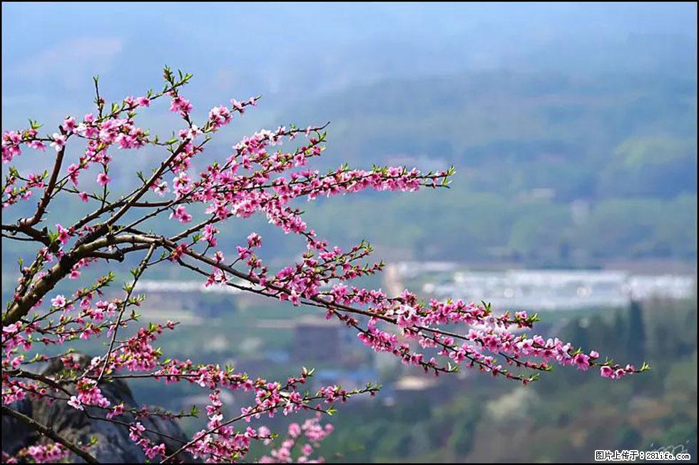 【春天，广西桂林灌阳县向您发出邀请！】望月岭上桃花开 - 游山玩水 - 嘉峪关生活社区 - 嘉峪关28生活网 jyg.28life.net