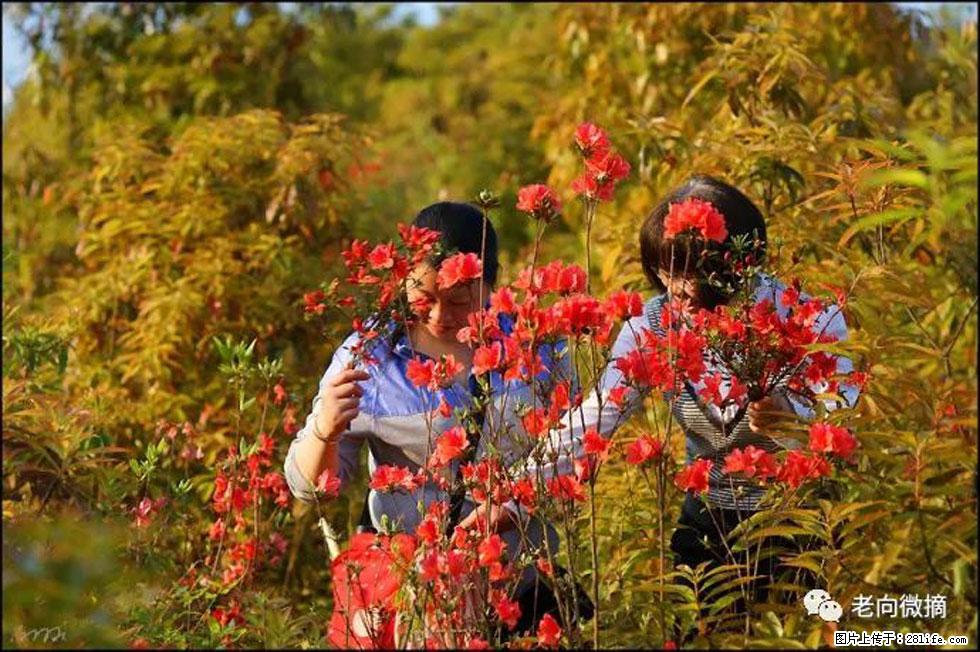 【春天，广西桂林灌阳县向您发出邀请！】登麒麟山，相约映山红 - 游山玩水 - 嘉峪关生活社区 - 嘉峪关28生活网 jyg.28life.net
