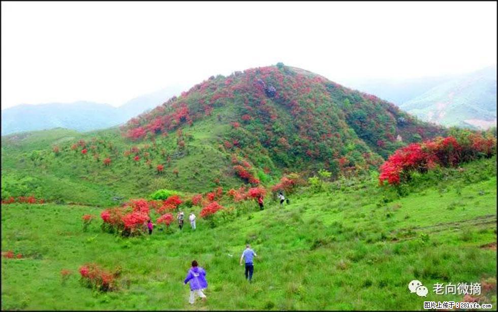 【春天，广西桂林灌阳县向您发出邀请！】宝盖山上映山红 - 游山玩水 - 嘉峪关生活社区 - 嘉峪关28生活网 jyg.28life.net