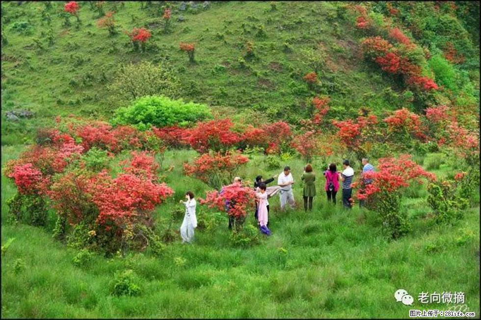 【春天，广西桂林灌阳县向您发出邀请！】宝盖山上映山红 - 游山玩水 - 嘉峪关生活社区 - 嘉峪关28生活网 jyg.28life.net