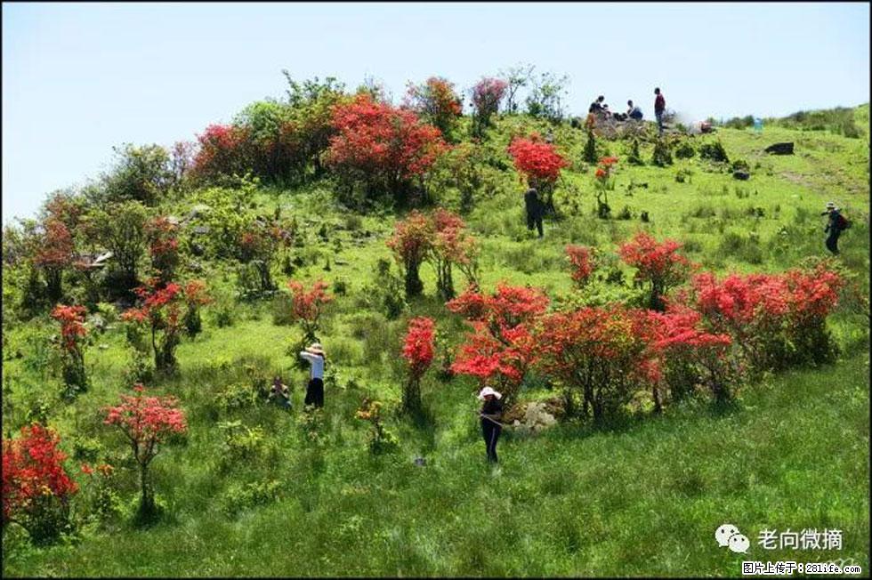 【春天，广西桂林灌阳县向您发出邀请！】宝盖山上映山红 - 游山玩水 - 嘉峪关生活社区 - 嘉峪关28生活网 jyg.28life.net