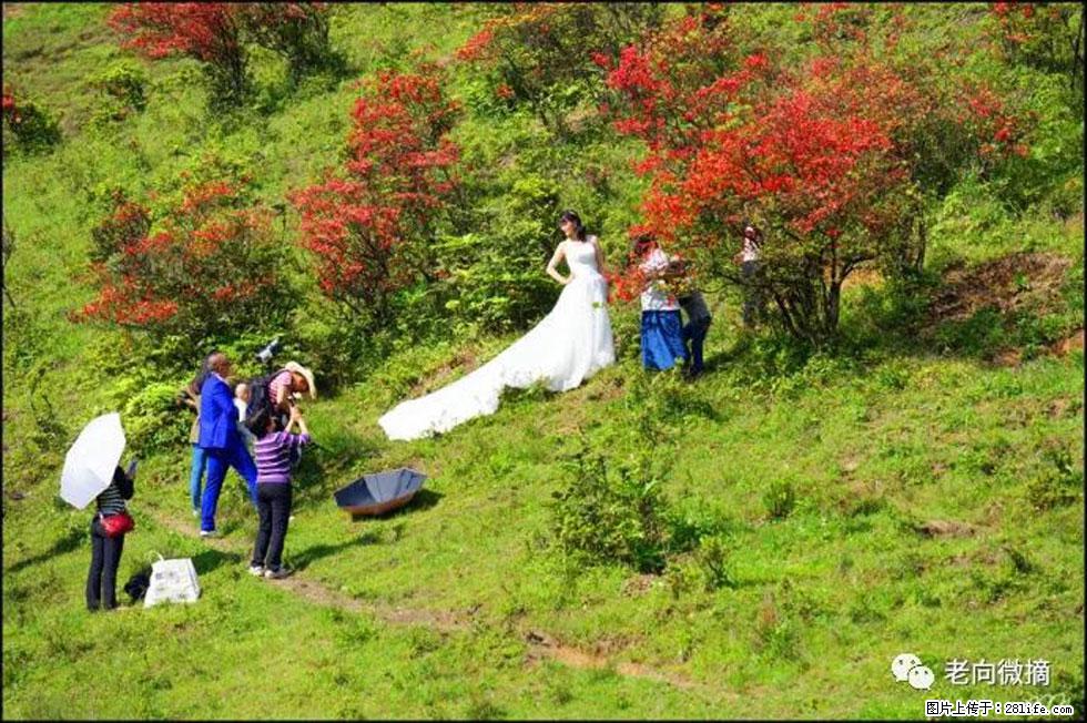 【春天，广西桂林灌阳县向您发出邀请！】宝盖山上映山红 - 游山玩水 - 嘉峪关生活社区 - 嘉峪关28生活网 jyg.28life.net