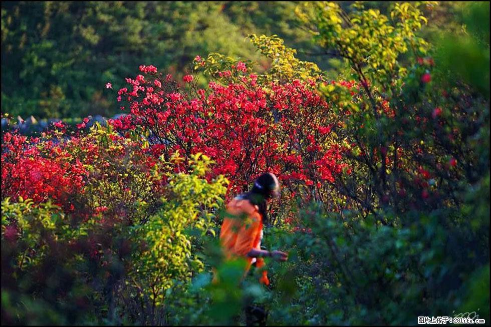 【春天，广西桂林灌阳县向您发出邀请！】春木界上映山红 - 游山玩水 - 嘉峪关生活社区 - 嘉峪关28生活网 jyg.28life.net