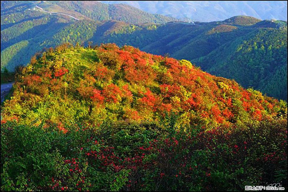 【春天，广西桂林灌阳县向您发出邀请！】春木界上映山红 - 游山玩水 - 嘉峪关生活社区 - 嘉峪关28生活网 jyg.28life.net