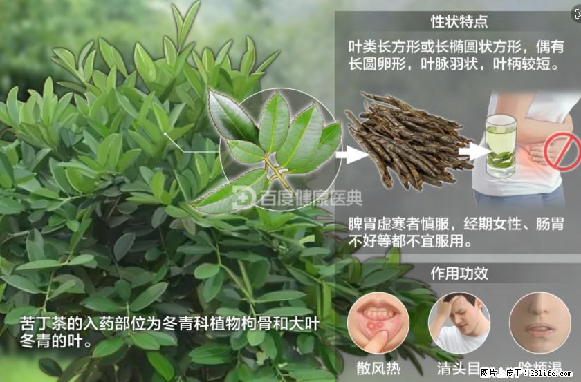 苦丁茶有哪些功效和作用 - 生活百科 - 嘉峪关生活社区 - 嘉峪关28生活网 jyg.28life.net