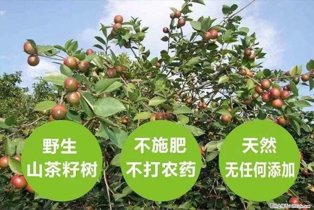 【灌阳县油茶产业示范区】一个有着充实的精神生活的人，对待身外之物自会有一种淡泊的态度 - 土特产 - 饮食特产 - 嘉峪关分类信息 - 嘉峪关28生活网 jyg.28life.net
