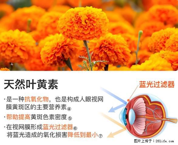 叶黄素有什么功效和作用 - 生活百科 - 嘉峪关生活社区 - 嘉峪关28生活网 jyg.28life.net