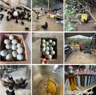 油茶园从小鸡仔开始养起的纯土鸡、土鸡蛋可以预定啦！还有前几天刚榨的纯山茶油哦 - 嘉峪关28生活网 jyg.28life.net