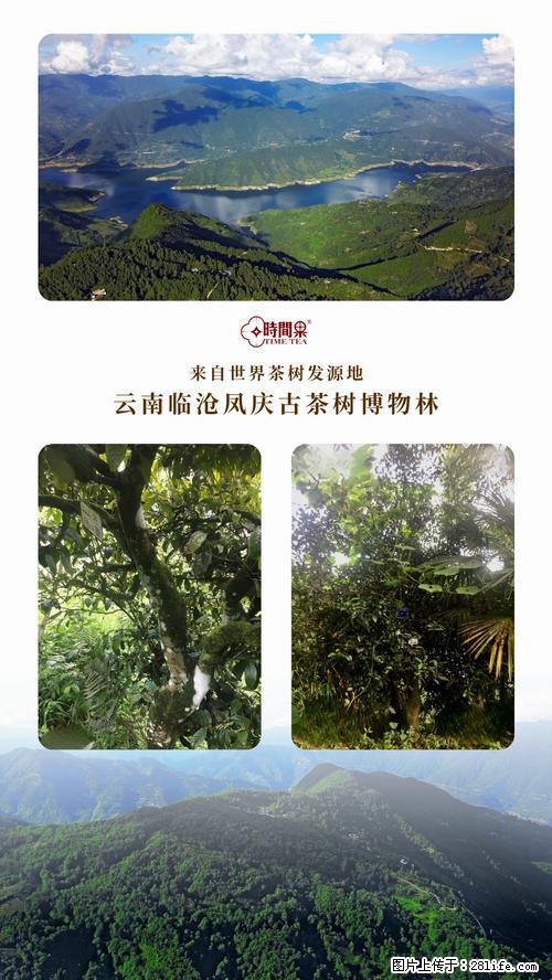 时间果百年古树2025年春红茶 - 购物交流 - 嘉峪关生活社区 - 嘉峪关28生活网 jyg.28life.net