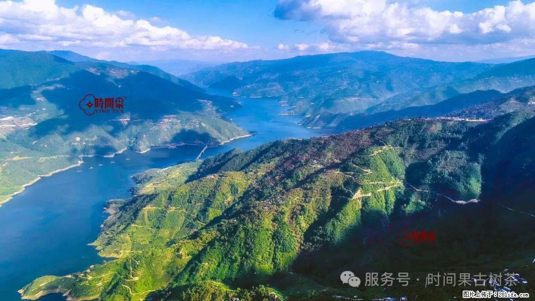 时间果百年古树龙珠普洱生茶 - 购物交流 - 嘉峪关生活社区 - 嘉峪关28生活网 jyg.28life.net