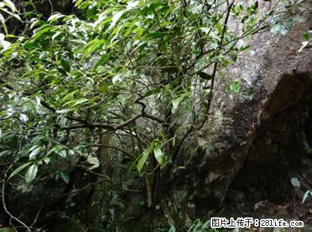 平乐石崖茶，珍贵仅次于金花茶 - 嘉峪关生活资讯 - 嘉峪关28生活网 jyg.28life.net