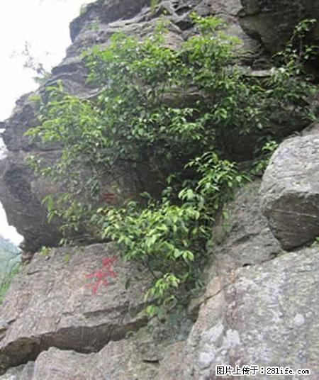 平乐石崖茶，珍贵仅次于金花茶 - 嘉峪关生活资讯 - 嘉峪关28生活网 jyg.28life.net