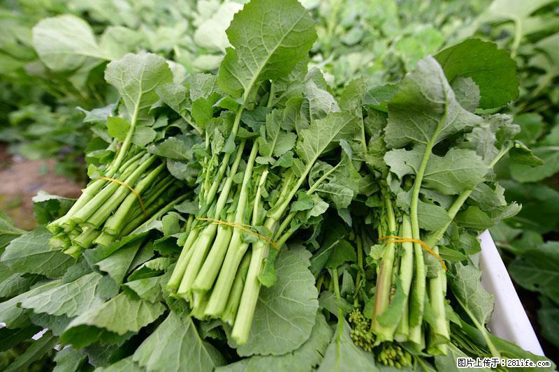 这些蔬菜是“天然钙片”，这6种被医生重点推荐 - 嘉峪关生活资讯 - 嘉峪关28生活网 jyg.28life.net